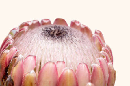 Close-up of a protea flower isolated on a white backgroundの写真素材