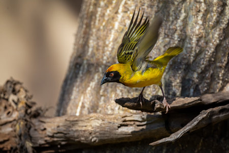 Southern masked weaver male sitting on a dead branch looking for some foodの写真素材