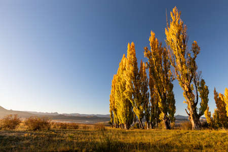 A stand of autumn colour poplar trees in a meadow with short gras and blue skyの写真素材