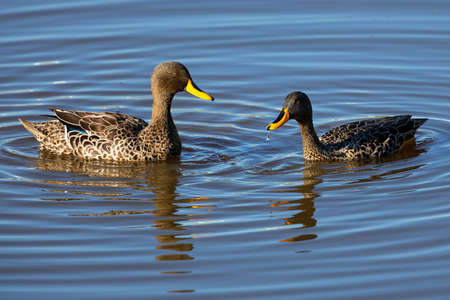Pair of Yellow Billed Ducks on a small pond busy with courtshipの写真素材