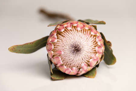 Close-up of a protea flower isolated on a white backgroundの写真素材