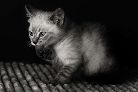 Small grey kitten with blue eyes lay on a soth white fluffy blanketの写真素材