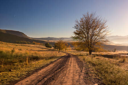 Landscape of a sunrise over a solitary tree and a dirt road with a clear skyの写真素材
