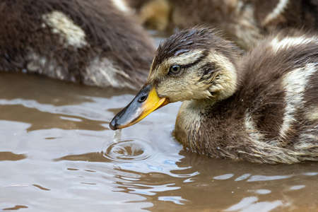 Lone Yellow billed ducklings swimming on the surface of a pondの写真素材