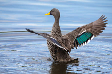 Lone Yellow billed duck swimming on the surface of a pondの写真素材