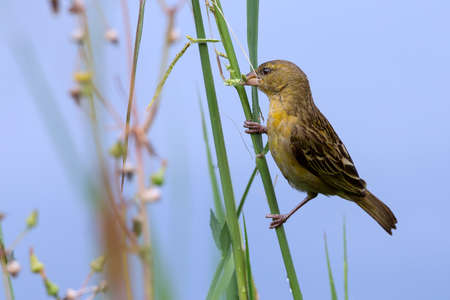 A female southern masked weaver get grass for build a nestの写真素材