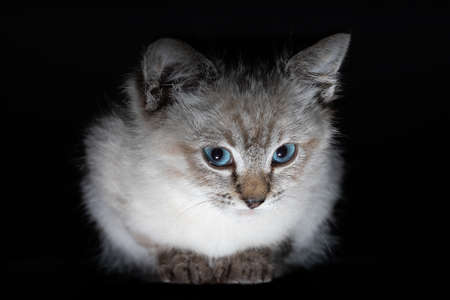 Beautiful striped grey kitten with blue eyes on a shiny surface with clear reflectionの写真素材