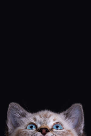 Portrait of a beautiful striped grey kitten with blue eyes on a black background with dead spaceの写真素材