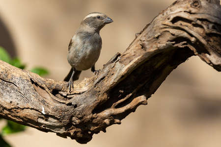 Cape sparrow female sitting on a dead branch looking for some foodの写真素材