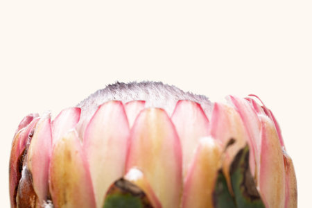 Close-up of a protea flower isolated on a white background