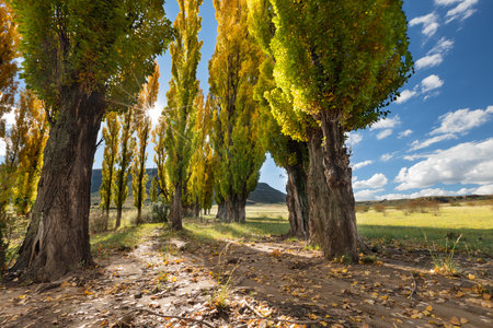 A stand of autumn colour poplar trees in a meadow with short gras and blue skyの写真素材