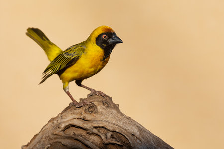 Southern masked weaver male sitting on a dead branch looking for some foodの写真素材