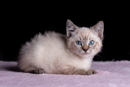 Small grey kitten with blue eyes lay on a soth white fluffy blanketの写真素材