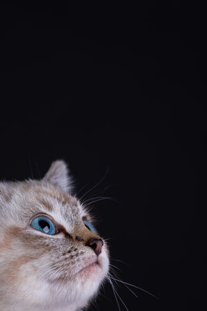 Portrait of a beautiful striped grey kitten with blue eyes on a black background with dead spaceの写真素材