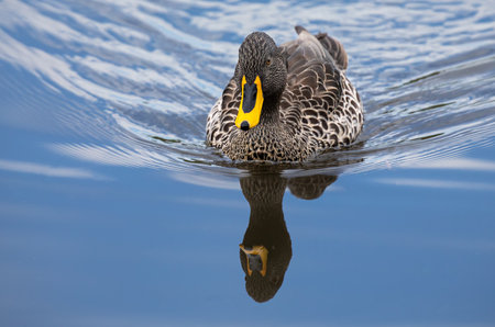 Lone Yellow billed duck swimming on the surface of a pondの写真素材