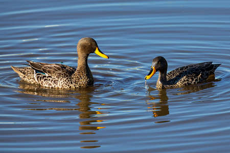 Pair of Yellow Billed Ducks on a small pond busy with courtshipの写真素材