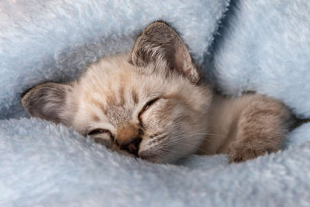 Beautiful striped grey kitten sleeping peaceful in a fluffy blanketの写真素材