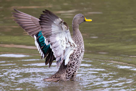 Lone Yellow billed duck swimming on the surface of a pondの写真素材