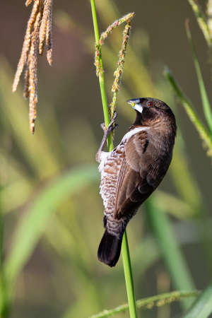 Bronze mannikin bird sitting in stems of grass to eat some fresh seedsの写真素材