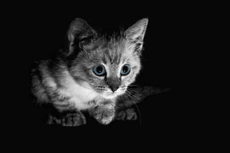 Beautiful striped grey kitten with blue eyes on a shiny surface with clear reflectionの写真素材