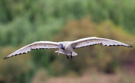 African Sacred Ibis in flight coming in to land at a wetlandの写真素材