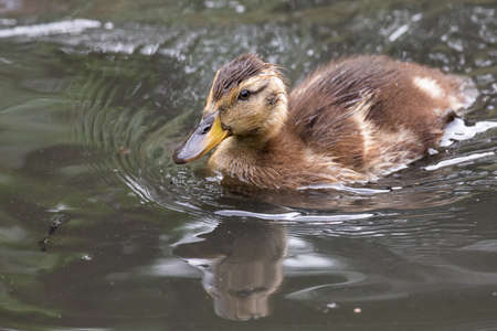 Lone Yellow billed ducklings swimming on the surface of a pondの写真素材