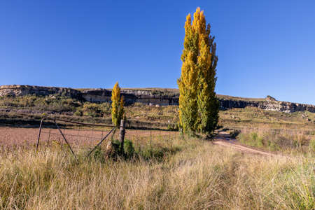 Autumn colour poplar trees lining the side of dirt at an old gate in long grassの写真素材