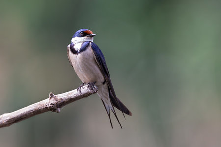Lone White Throated Swallow sitting on a perch in the sun to restの写真素材