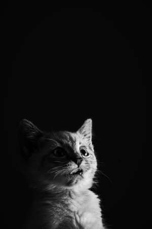 Portrait of a beautiful striped grey kitten with blue eyes on a black background with dead spaceの写真素材