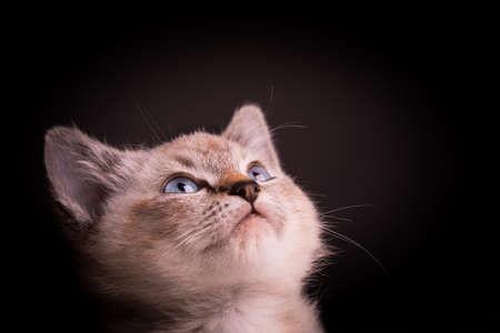Portrait of a beautiful striped grey kitten with blue eyes on a black background with dead spaceの写真素材
