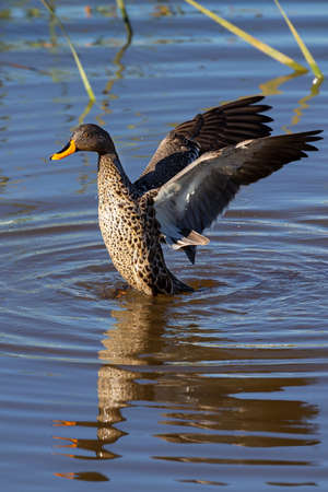 Lone Yellow billed duck swimming on the surface of a pondの写真素材