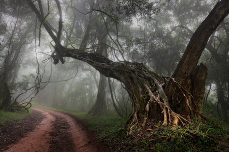 Dirt road through a misty forest on a cold autumn morning