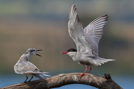 Whiskered Terns sitting on a perch communicating with each otherの写真素材