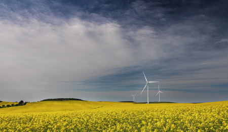 Landscape scene of wildmills in canola fields with white clouds in the sky