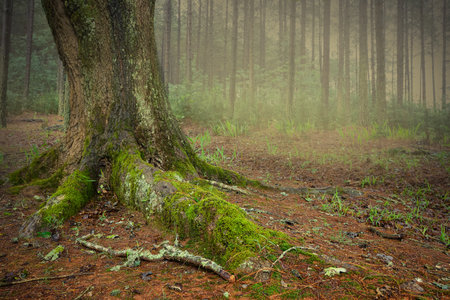 A detailed view of a large tree trunk with roots covered in vibrant green moss, set in a misty forest.の写真素材