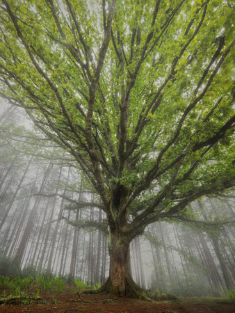An impressive tree with sprawling green branches stands tall in the middle of a misty forest.