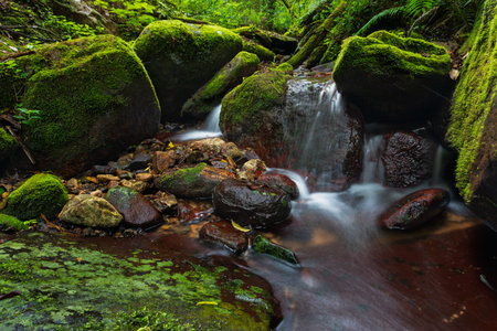 A serene jungle scene showcasing a small waterfall gently cascading over dark rocks covered in moss