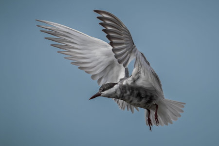 Whiskered ter flying on a sunny day