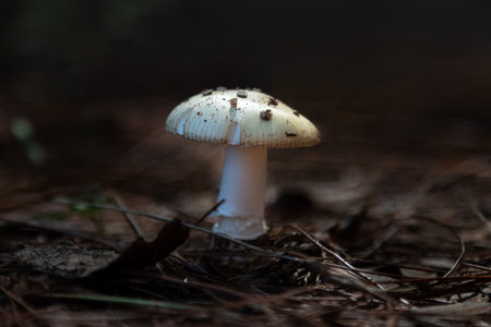 A delicate white mushroom grows on the forest floor, surrounded by pine needlesの写真素材