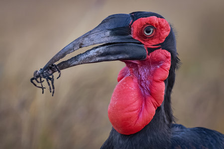 Close-up of a Southern Ground Hornbill (Bucorvus leadbeateri) holding a spider in its large curved beak, showing its striking red facial skin and throat pouch against a blurred natural background in the African savannahの写真素材