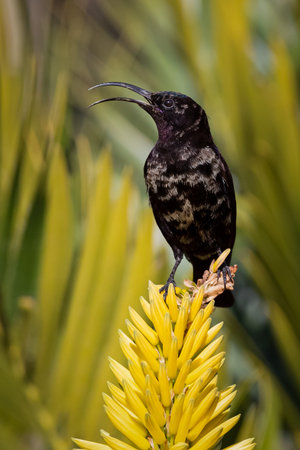 Male amethyst sunbird with dark plumage and purple iridescence, sitting on bright yellow aloe flower, South Africaの写真素材