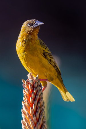 Male village weaver perched on aloe flower spike, showing bright yellow plumage and intricate...