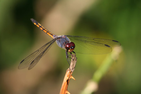 Dragonfly