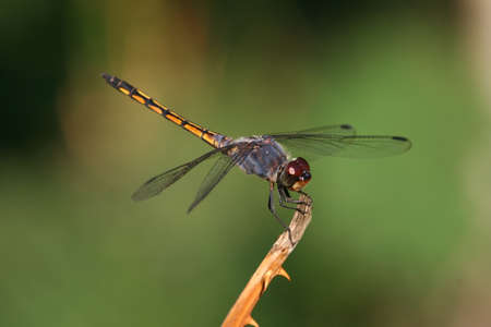 Dragonflyの写真素材