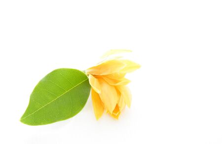 beautiful yellow flower の写真素材