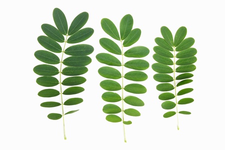 Green leaves of the tree isolated on a white background の写真素材