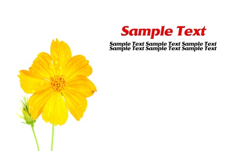 beautiful yellow flower isolatedの写真素材