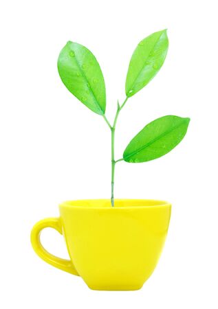 Trees growing in a cup isolatedの写真素材