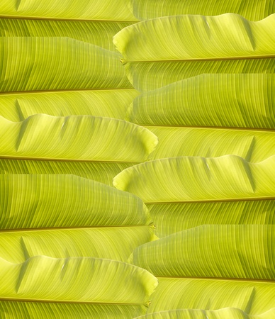 banana leaf background の写真素材