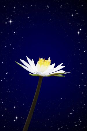 Isolated lotus white night sky background の写真素材